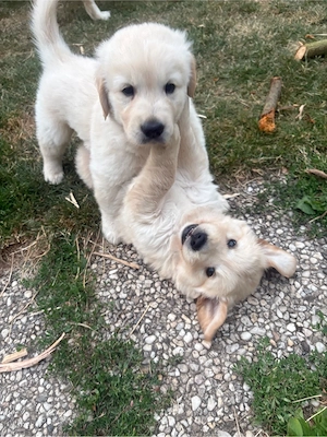 Golden Retriever Welpen