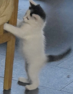 3 kleine Katerchen suchen ein neues Zuhause