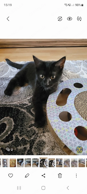 Süsse Babykatze, EU Pass, Kitten incl Zubehör 