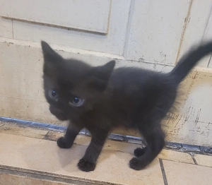 Baby Katzen zu verkaufen 