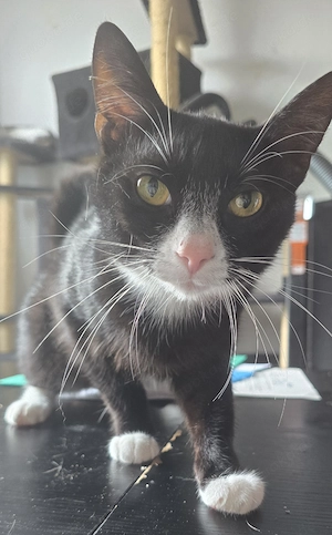 Kater zu verkaufen 