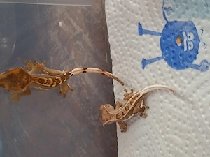 Kronengeckos Correlophus Ciliatus  ENZ 