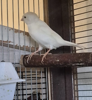 Suche Vögel  