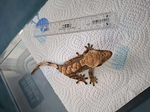Kronengeckos Correlophus Ciliatus  ENZ  Bild 8