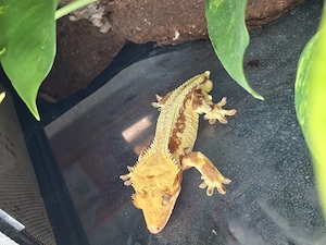 Kronengeckos Correlophus Ciliatus  ENZ  Bild 9