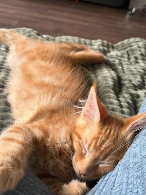 Maine coon 
