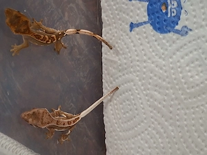 Kronengeckos Correlophus Ciliatus  ENZ  Bild 4