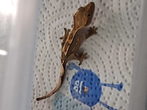 Kronengeckos Correlophus Ciliatus  ENZ  Bild 5