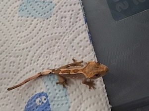Kronengeckos Correlophus Ciliatus  ENZ  Bild 6