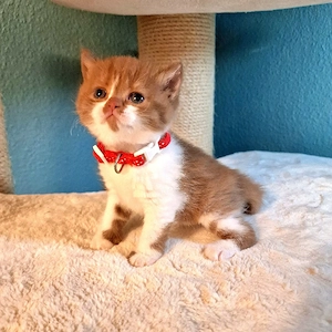 BKH Kitten, Stammbaum, geimpft und gechipt 