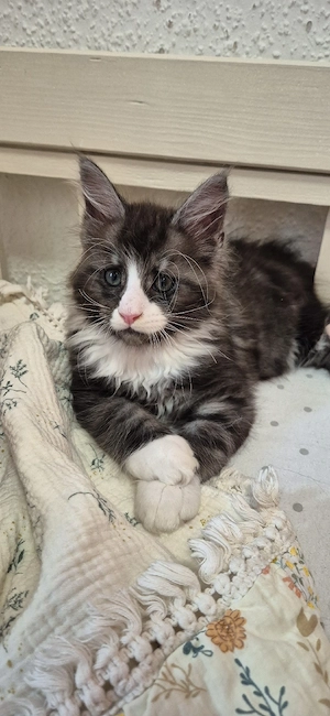 Maine Coon kitten 