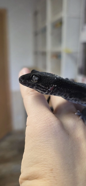Versand möglich! Black Night Leopardgecko 