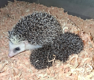 afr. Weißbauchigel 