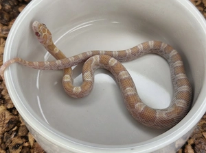 0.1 Topaz Sunkissed het. Hypo Amel