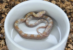 0.1 Topaz Sunkissed het. Hypo Amel Bild 2