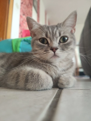 Bkh Katze 