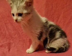 Babykatze BKH-EKH Kitten 