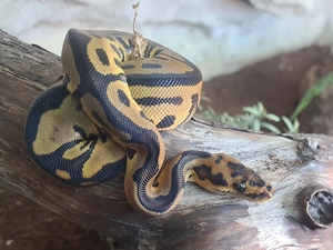Königspython Leopard Clown het Lavender Albino 