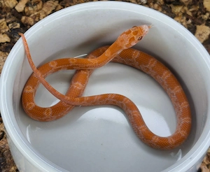 1.0 Lava Sunkissed het Hypo Amel Caramel