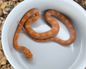 1.0 Lava Sunkissed het Hypo Amel Caramel Bild 2