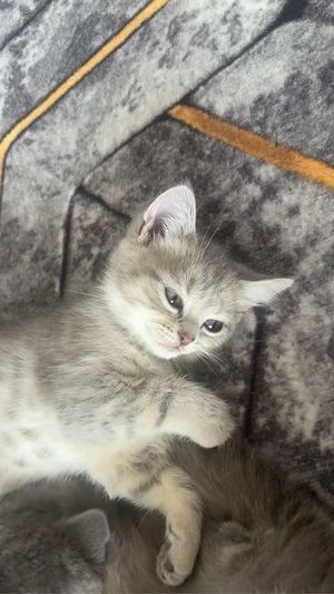 Britisch Kurzhaar Kitten