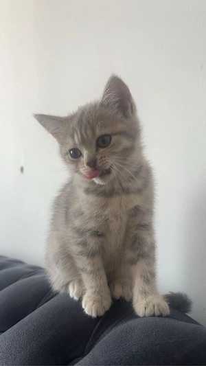Britisch Kurzhaar Kitten