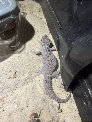 1.2 chondrodactylus spec Kalahari patternless 2026