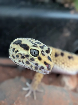 Leopardgecko 1.0 (männlich) Nr. 2