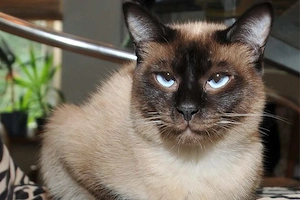 Katzen gesucht zwei gerne auch Mix 
