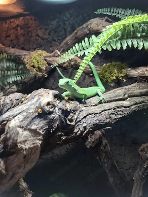 Abzugeben 1.0 Gastropholis Prasina