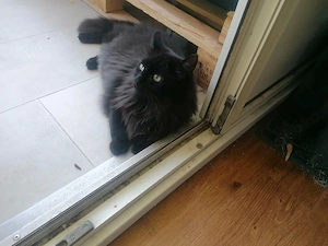 Liebenswerter Kater Yuta abzugeben 