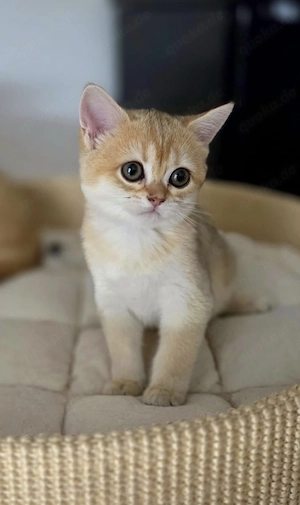 Wunderschöne BKH Kitten mit Stammbaum 