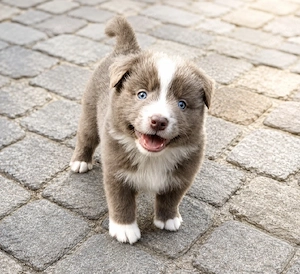 Miniature Australian Shepherd Welpen mit Papieren auf der Suche nach ihrer perfekten Familie