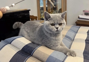 Wunderschöner BKH Kater mit Stammbaum passt zum Züchten