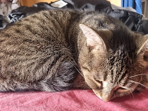 katze gestromt  (W)