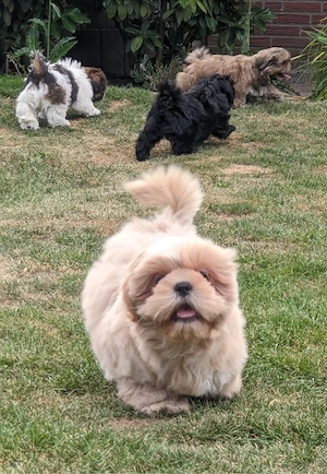 Shih-Tzu-Welpen in liebevolle Hände abzugeben