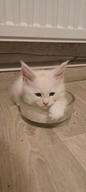 5 Maine-Coon-Kitten mit Stammbaum Bild 6