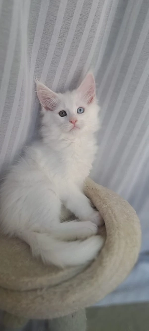 5 Maine-Coon-Kitten mit Stammbaum Bild 5
