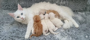 5 Maine-Coon-Kitten mit Stammbaum Bild 2