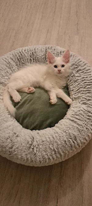 5 Maine-Coon-Kitten mit Stammbaum Bild 7
