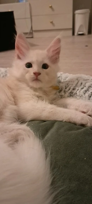5 Maine-Coon-Kitten mit Stammbaum Bild 9