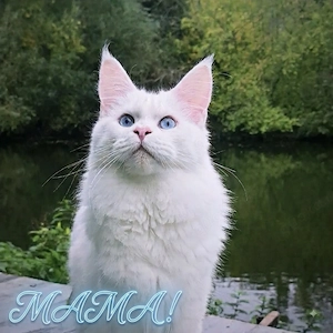 5 Maine-Coon-Kitten mit Stammbaum Bild 3