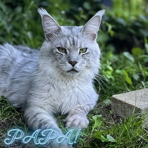 5 Maine-Coon-Kitten mit Stammbaum Bild 4