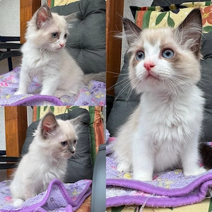 Wunderschöne Ragdollkaterchen abzugeben