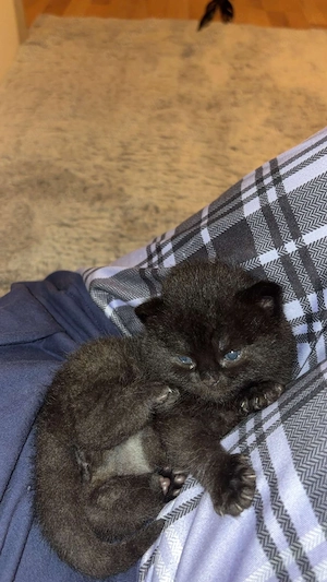 Katze Britisch Kurzhaar 