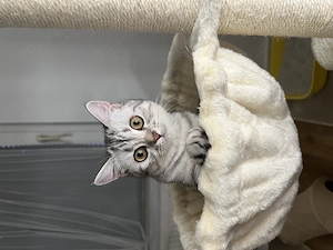 Britisch Kurzhaar kitten Weibchen 