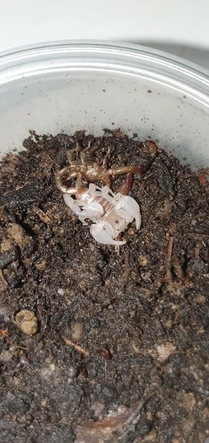 Vogelspinnen & Skorpione Bild 3