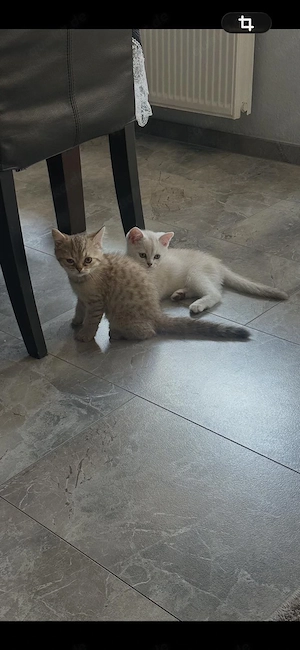 Milo & Micio zwei Jungs (Kater)