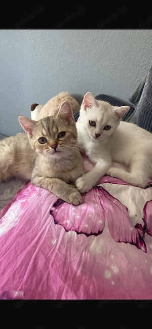 Milo & Micio zwei Jungs (Kater)