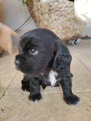 Cavalier king charles - cocker spaniel Welpen 